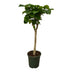 Ficus Umbellata auf Stamm - 180 cm - Große Blätter Bild 1