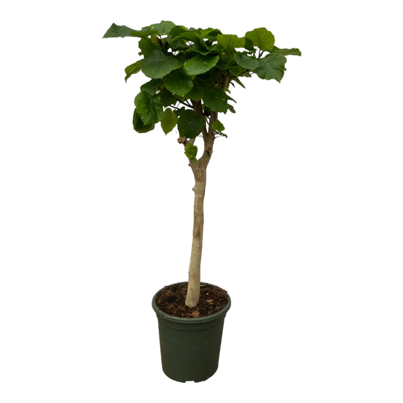 Ficus Umbellata auf Stamm - 180 cm - Große Blätter