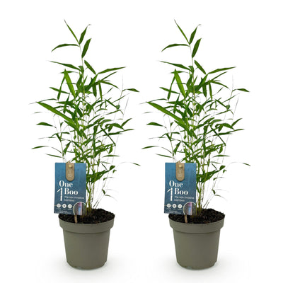 GreenboutiQ Fargesia Blue Dragon Bambus - 2 Pflanzen im 14cm Topf