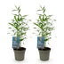 GreenboutiQ Fargesia Blue Dragon Bambus - 2 Pflanzen im 14cm Topf Bild 2