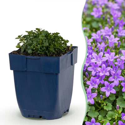 Green boutiQ - Perennial - Campanula portenschlagiana - Peach-leaved Bellflower - Ground cover - Pink - 24 plants - Pot 11cm - Height 15-25cm