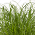 Katzengras Cyperus Alternifolius: Gesunde Freude für Ihre Katze im 12cm Topf Bild 3