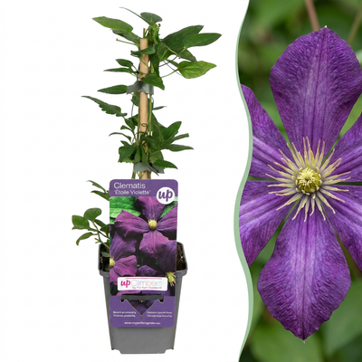2x Clematis Étoile Violette - Lila Kletterpflanze Ø9cm