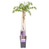 Wisteria Naga Noda (Wisteria) - Ø15cm - Climbing Plant Bild 1
