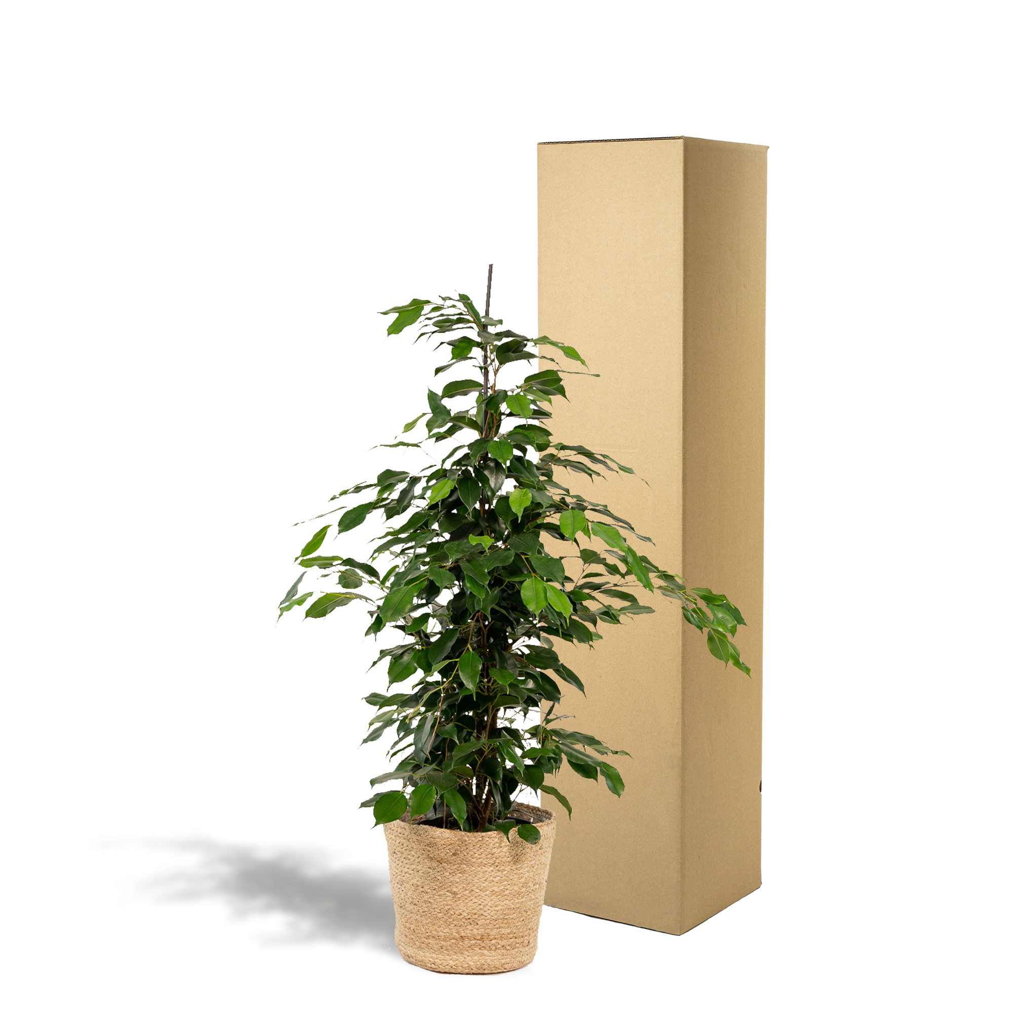 Ficus benjamina Danielle - Ø21cm - ↕95cm + Korb Selin