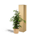 Ficus Benjamina Danielle Zimmerpflanze (Ø21cm, ↕95cm) mit Korb Bild 5