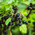 Schwarze Johannisbeere 'Titania': 2x winterharte Beerenpflanzen im Topf Bild 4