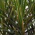 Drachenbaum (Dracaena Marginata) – pflegeleichte Zimmerpflanze, 90-100 cm Bild 4
