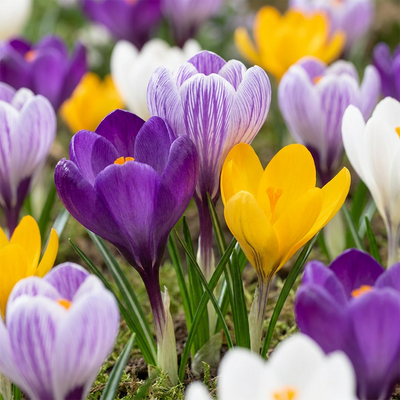 60x Krokusse Großblütig Mix - Frühjahrsblüher Zwiebeln Größe 7/8