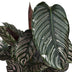 Calathea Ornata - Ø19cm - Zimmerpflanze mit rosa Streifen Bild 3