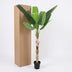 Artificial Banana Plant Musa (190 cm) - Tropical Flair Without the Fuss Bild 6