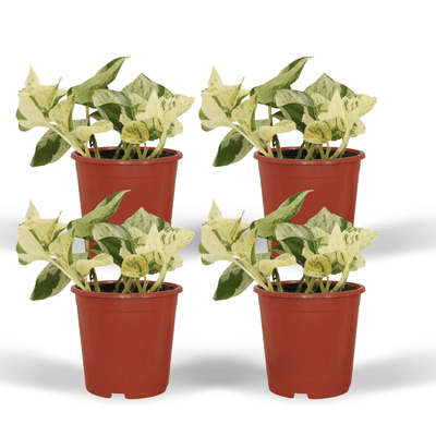 4x Epipremnum Happy Leaf - Pflegeleichte Zimmerpflanze mit bunten Blättern