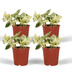 4x Epipremnum Happy Leaf - Pflegeleichte Zimmerpflanze mit bunten Blättern Bild 1