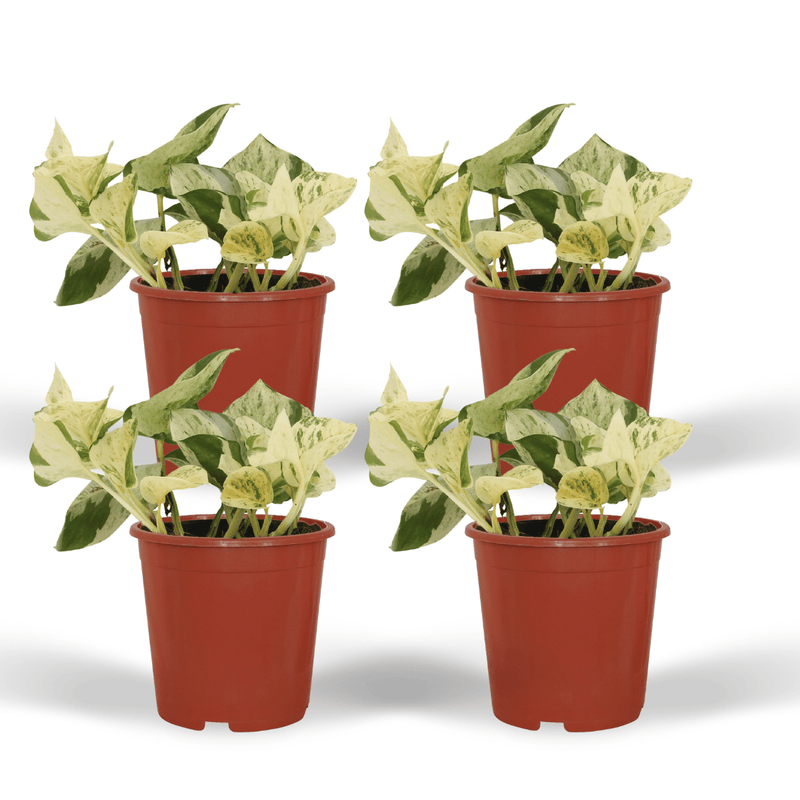4x Epipremnum Happy Leaf - Pflegeleichte Zimmerpflanze mit bunten Blättern
