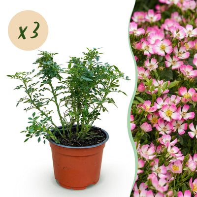 Green boutiQ Gartenrose Cutie Pie, 3 Pflanzen, winterhart