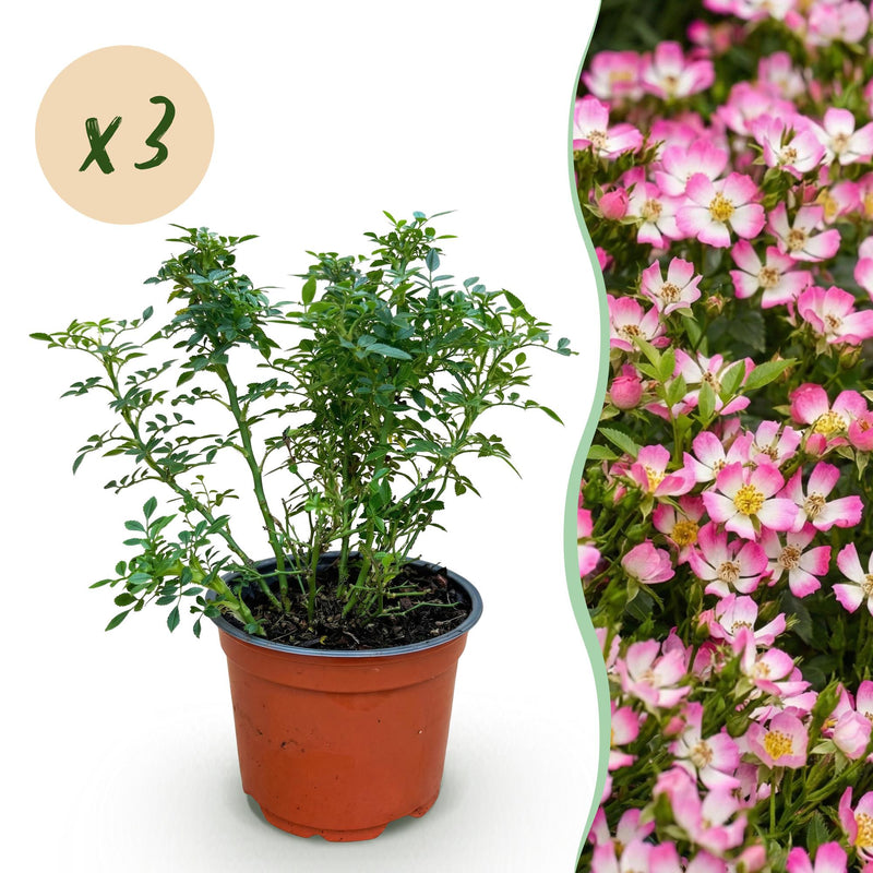 Green boutiQ Gartenrose Cutie Pie, 3 Pflanzen, winterhart