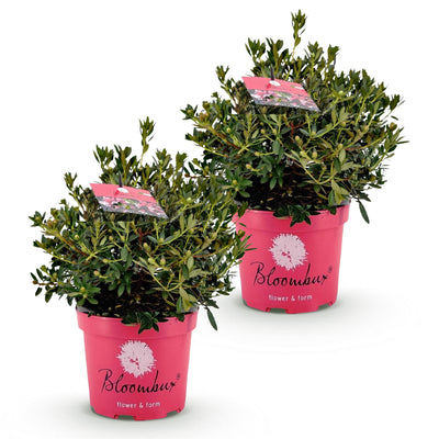 2x Zwerg-Rhododendron Bloombux Magenta, blühend, pflegeleicht, 45-55cm