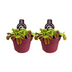 Venusfliegenfalle (Dionaea Muscipula) - 2 Stück - Ø12cm - ↕12cm Bild 1