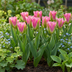 24x Tulipa Striped Crown: Gestreifte Krone Tulpenzwiebeln (11/12) Bild 2