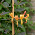 6x Lonicera tellmanniana Geißblatt Orange Gelb 9cm Ø 35cm Bild 3
