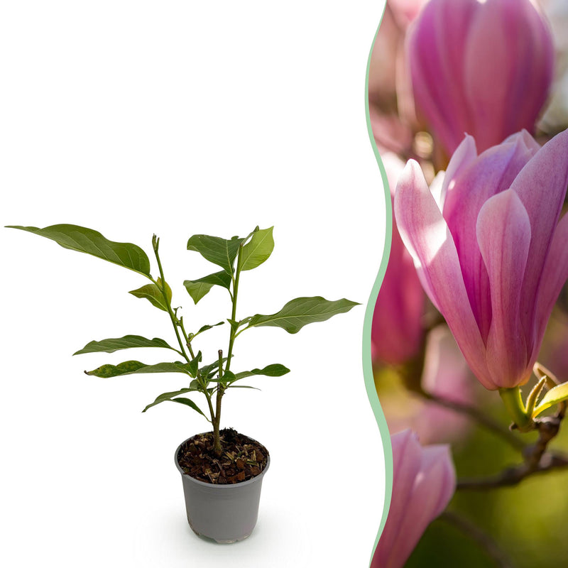 Magnolie 'Heaven Scent' - Rosa Blüte, pflegeleicht, Topf 12cm