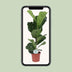 Ficus Lyrata Geigenfeige im Ø17cm Topf, ca. 60cm hoch Bild 5