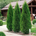 Thuja Smaragd Heckenpflanzen: 8 immergrüne Pflanzen für 1m Hecke Bild 6