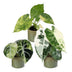3x Baby Alocasia Tricolour Variegata Set Ø6cm Bild 2