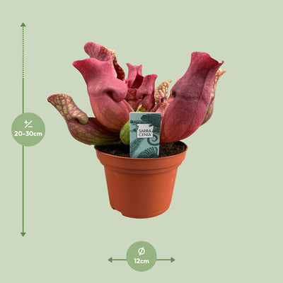 Sarracenia Maroon Schlauchpflanze Ø12cm, H23cm - Faszinierende Zimmerpflanze