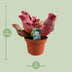 Sarracenia Maroon Schlauchpflanze Ø12cm, H23cm - Faszinierende Zimmerpflanze Bild 2