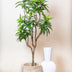 Kunstpflanze Drachenbaum (Dracaena) - 155 cm, immergrün & pflegeleicht Bild 5