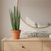Sansevieria cylindrica 'Bacularis' / Mikado - 38 cm - ø10,5 Bild 3