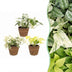 3x Epipremnum Tricolour Set: Gelb, Grün & Creme | 20-25cm Bild 1