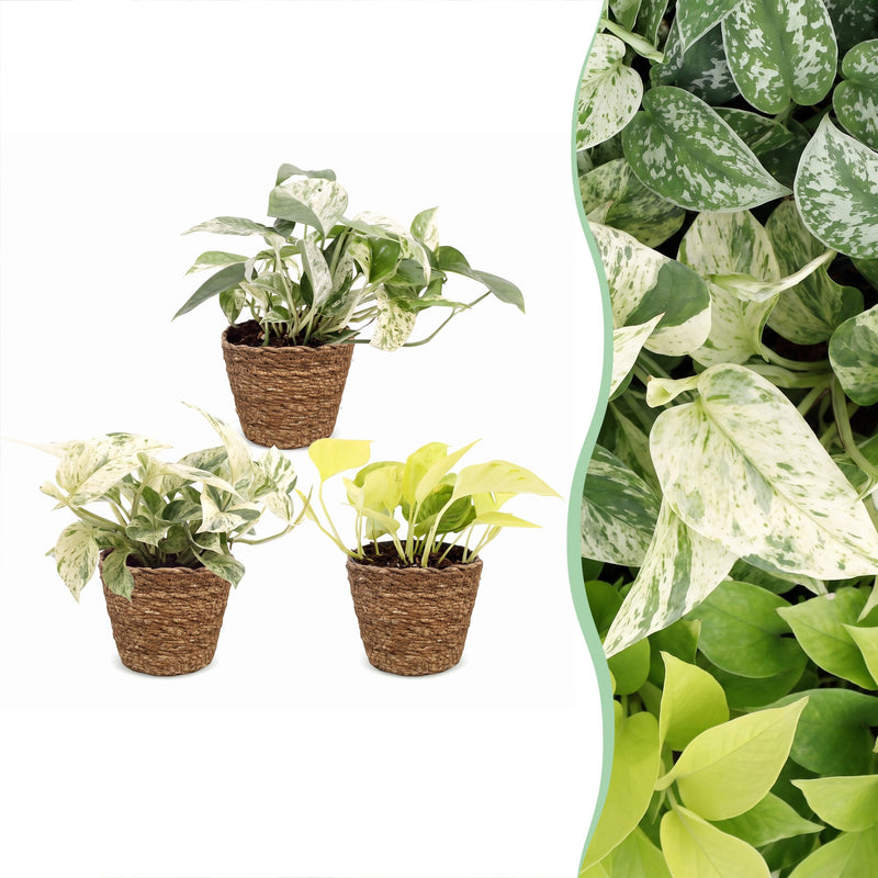 3x Epipremnum Tricolour Set: Gelb, Grün & Creme | 20-25cm