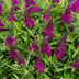 Buddleja Butterfly Candy Little Ruby - Butterfly Bush, compact, red Bild 6