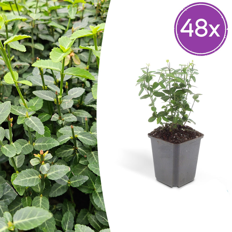 48x Euonymus fortunei radicans - 10-25cm - Ø9cm