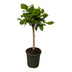 Ficus Altissimo variegata Baum - 100 cm - Ø21cm Bild 1