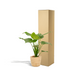 Alocasia Cucullata - Ø19cm - ↕65cm + Selin Basket Bild 5