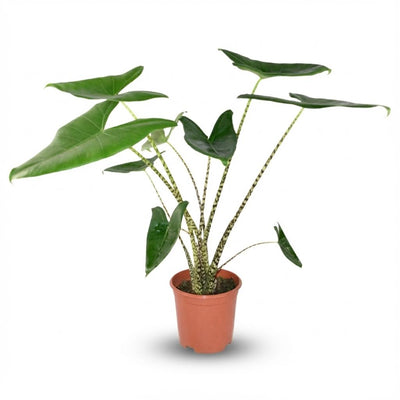 Alocasia Zebrina 'Zebra Pflanze' im 21cm Topf, 70-75cm hoch
