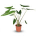 Alocasia Zebrina 'Zebra Pflanze' im 21cm Topf, 70-75cm hoch Bild 1