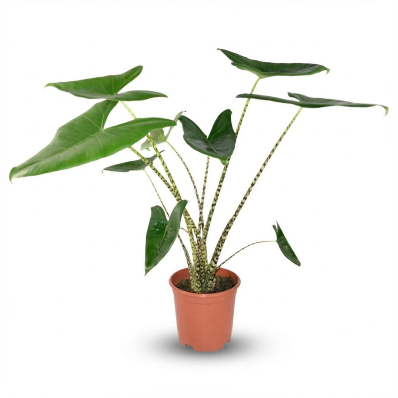 Alocasia Zebrina 'Zebra Pflanze' im 21cm Topf, 70-75cm hoch