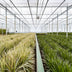 Dracaena Marginata (Drachenbaum) Ø21cm - ↕110cm Bild 10