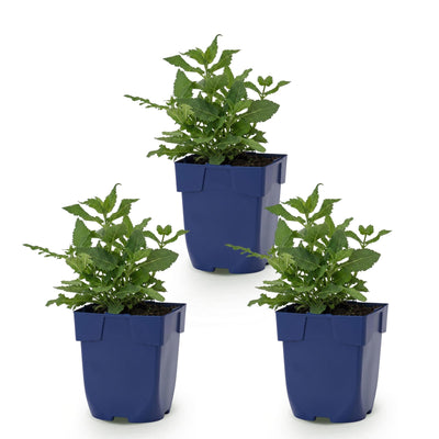 Green boutiQ - Perennial - Salvia nem. Sense Deepl Pink - Sage - Bee and Butterfly Attractors - Pink - 3 Plants - Pot 11cm - Height 15-25cm