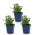 Green boutiQ - Perennial - Salvia nem. Sense Deepl Pink - Sage - Bee and Butterfly Attractors - Pink - 3 Plants - Pot 11cm - Height 15-25cm Bild 1
