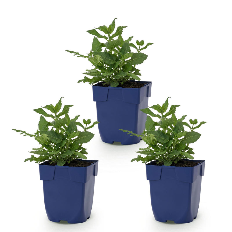 Green boutiQ - Perennial - Salvia nem. Sense Deepl Pink - Sage - Bee and Butterfly Attractors - Pink - 3 Plants - Pot 11cm - Height 15-25cm