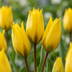 80x Wildtulpen (Tulipa Sylvestris) - Gelb, natürlich verwildernd Bild 1