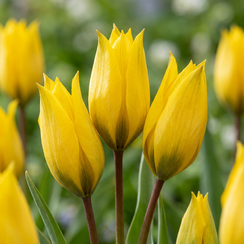 80x Wildtulpen (Tulipa Sylvestris) - Gelb, natürlich verwildernd