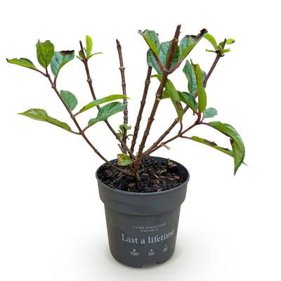 Rispenhortensie 'Living Little Rosy' - Winterhart, Rosa, Topf 12cm