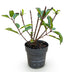 Rispenhortensie 'Living Little Rosy' - Winterhart, Rosa, Topf 12cm Bild 2