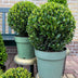 2x Ilex crenata 'Jenny' Kugel XL | 25 cm Ø - Buchsbaum-Alternative Bild 5